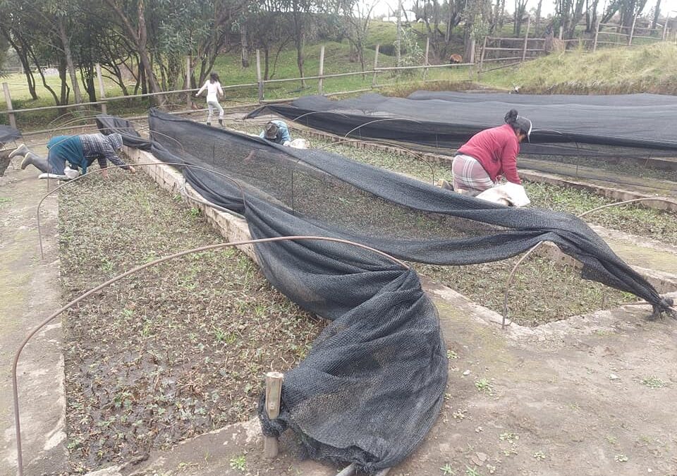 Mantenimiento Vivero Hacienda San Vicente