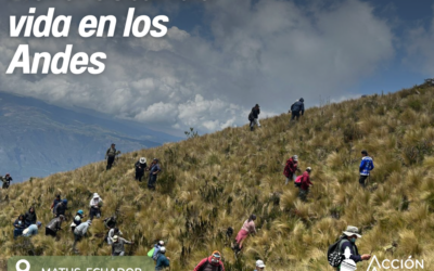 Reforestación Matus