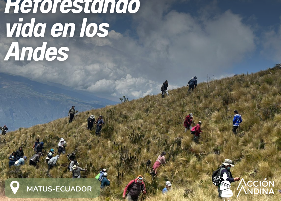 Reforestación Matus