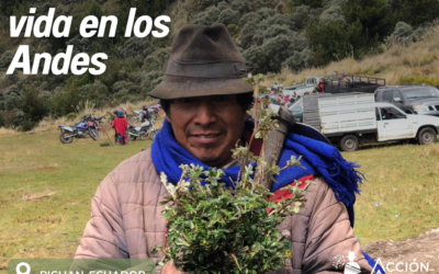Reforestación Pichan