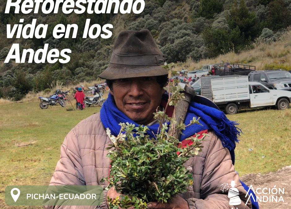 Reforestación Pichan