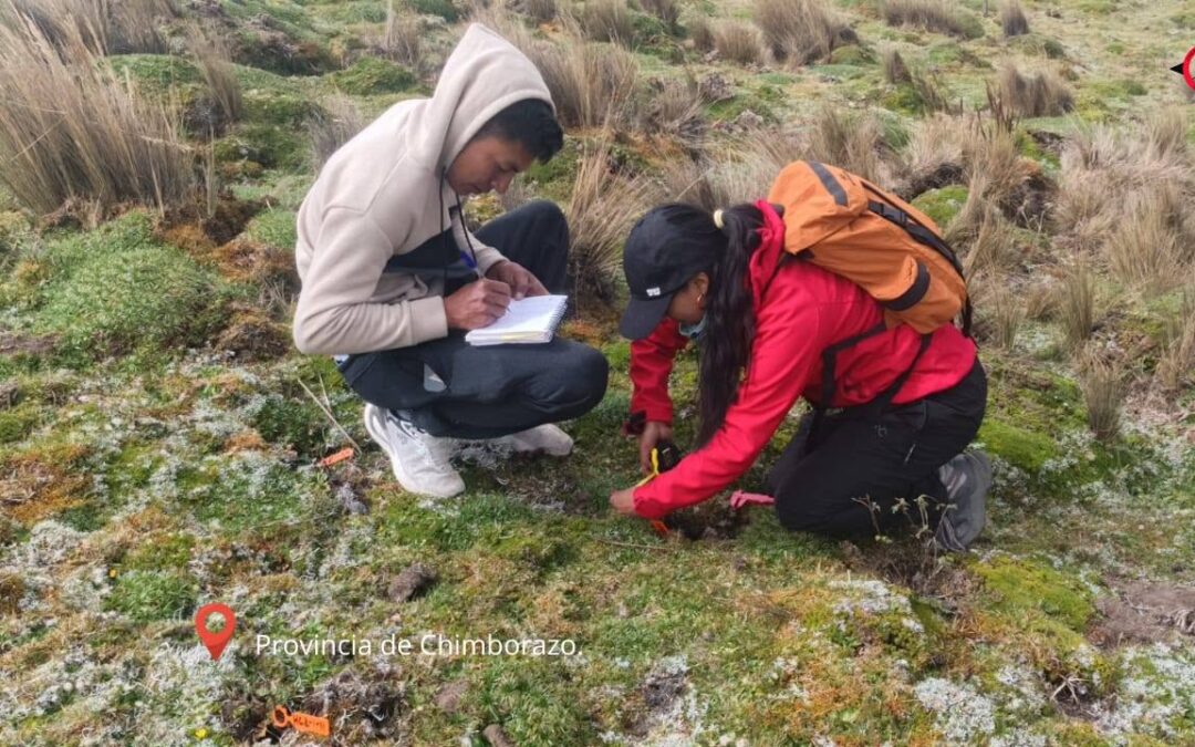 Seguimiento del estado de los plantones establecidos en nuestras áreas de reforestación